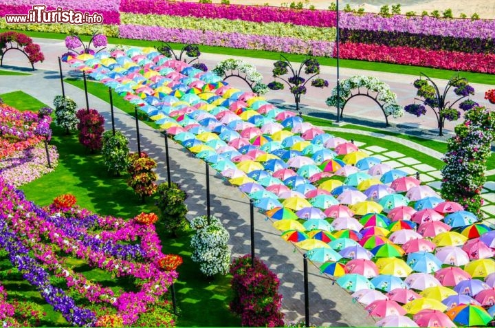 I colori del Dubai Miracle Garden dovrebbero attirare nei prossimi anni circa 1 milioni di visitatori per ogni stagione, che si svolgerà da ottobre a maggio - © www.the-miracle-garden.com/