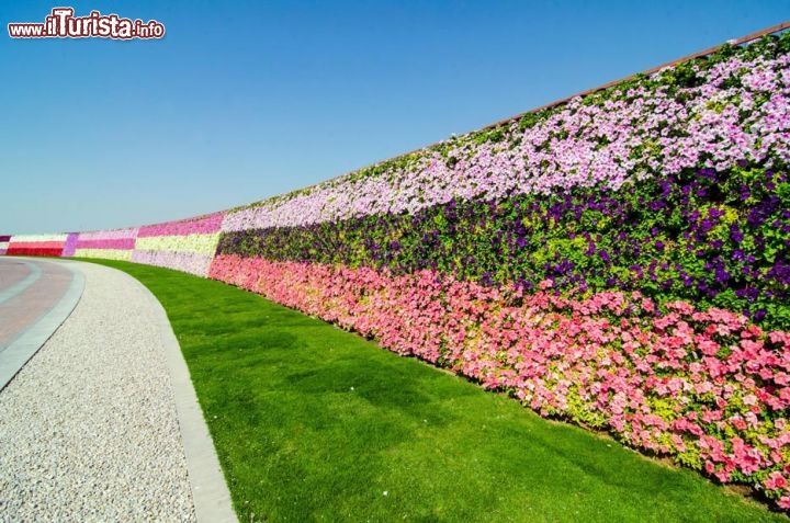 Un muro di fiori vi accompagna lungo un tratto della vostra passseggiata al Dubai Miracle Garden - © www.dubaimiraclegarden.com