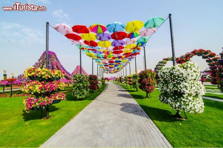 Una oasi di colori nel deserto: il Dubai Miracle Garden. Tra le fioriture più spettacolari quelle delle petunie - © www.the-miracle-garden.com