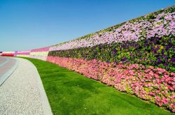 Un muro di fiori vi accompagna lungo un tratto ...