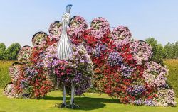 Pavoni floreali al Dubai miracle garden 2015