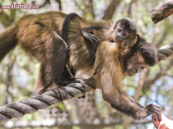 Un cucciolo di Cebus capucinus allo Zoo di Perth - © www.perthzoo.wa.gov.au