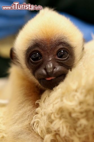 Cucciolo di Gibbone dalle guance bianche: ci troviamo allo Zoo di Perth in Austrlaia - © www.perthzoo.wa.gov.au