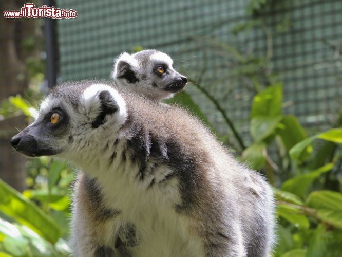 Lemure con cucciolo allo Zoo di Perth, in Australia - © www.perthzoo.wa.gov.au