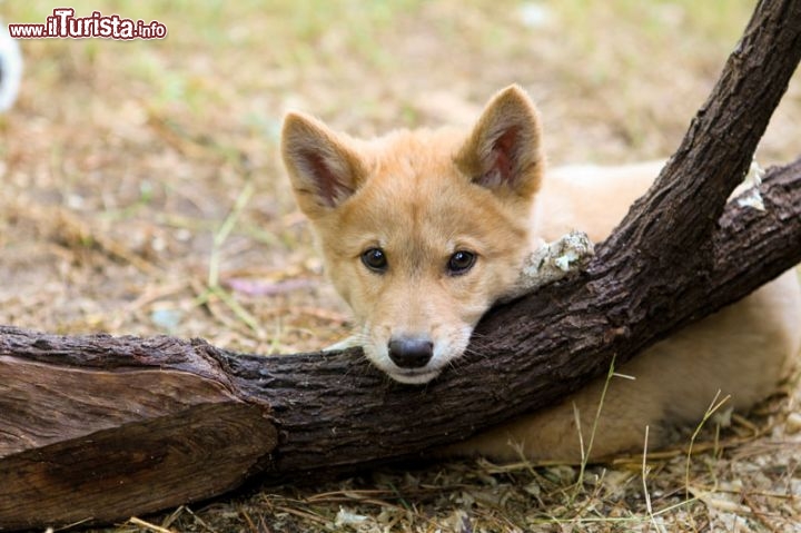 un piccolo "lupetto" di Dingo, nato nello Zoo di Perth in Western Australia - © www.perthzoo.wa.gov.au