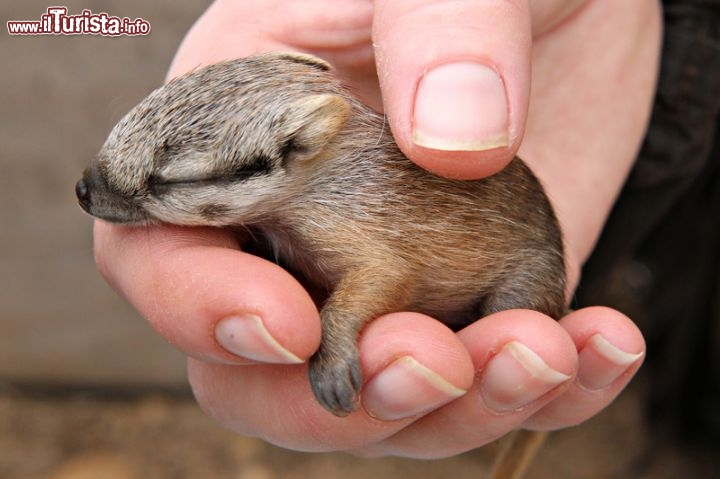 Un piccolo di Mirmecobio, e cioè il Formichiere Australe, nato d apochi giorni nello Zoo di Perth, in Australia Occidentale - © www.perthzoo.wa.gov.au