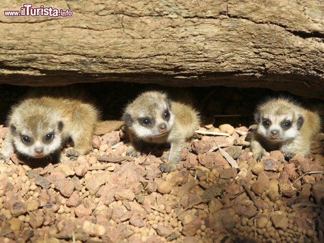 Tre piccoli e teneri suricati escono dalla loro tana nello Zoo di Perth, Western Australia - © www.perthzoo.wa.gov.au