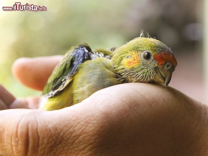 Un piccolo di Lorichetto, un pappagallino appena nato allo Zoo di Perth in Australia - © www.perthzoo.wa.gov.au