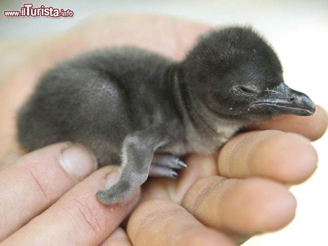 Un pinguino di un giorno viene esposto allo Zoo di Perth in Australia - © www.perthzoo.wa.gov.au