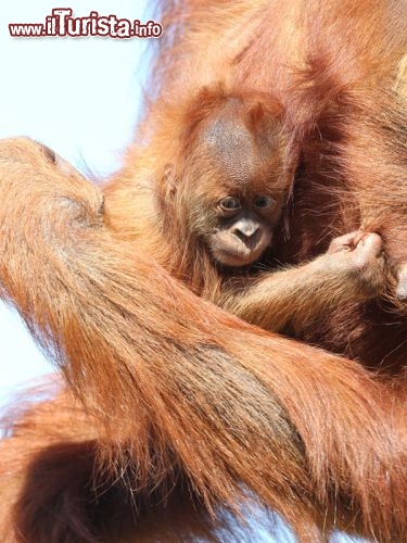 Un tenero piccolo di Orangotango allo Zoo di Perth in Australia - © www.perthzoo.wa.gov.au