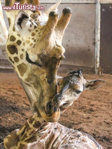 Una nuova giraffa venuta alla luce dello Zoo di Perth - © www.perthzoo.wa.gov.au