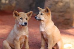 Coppia di cuccioli di Dingo (il lupo australiano) ...