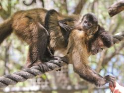 Un cucciolo di Cebus capucinus allo Zoo di Perth ...