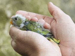 Cucciolo di pappagallo elegante: ci troviamo ...