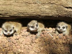 Tre piccoli e teneri suricati escono dalla loro ...