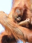 Un tenero piccolo di Orangotango allo Zoo di ...