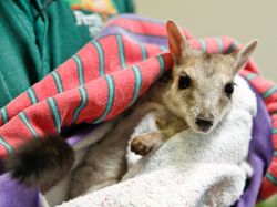 Un piccolo wallaby delle rocce, nato allo Zoo ...