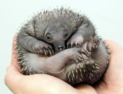 Un tenerissimo cucciolo di echidna, nato da pochi ...