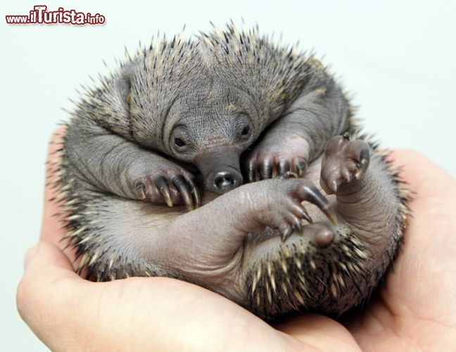 Un tenerissimo cucciolo di echidna, nato da pochi giorni allo zoo di Perth, in Australia Occidentale - © www.perthzoo.wa.gov.au