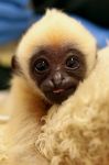 Cucciolo di Gibbone dalle guance bianche: ci ...