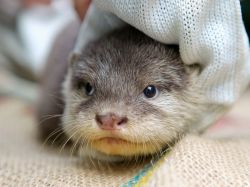 Un dolce tenero di cucciolo di lontra, venuto ...