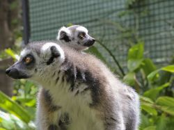 Lemure con cucciolo allo Zoo di Perth, in Australia ...