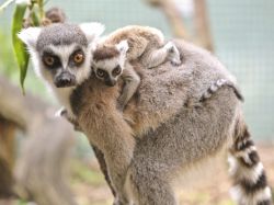 Mamma e cucciolo di Lemure a coda di anelli. ...