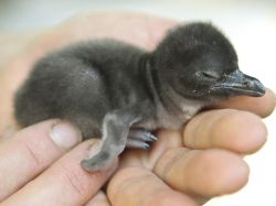 Un pinguino di un giorno viene esposto allo Zoo ...