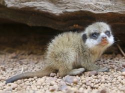 Un dolce, piccolo suricato allo Zoo di Perth ...