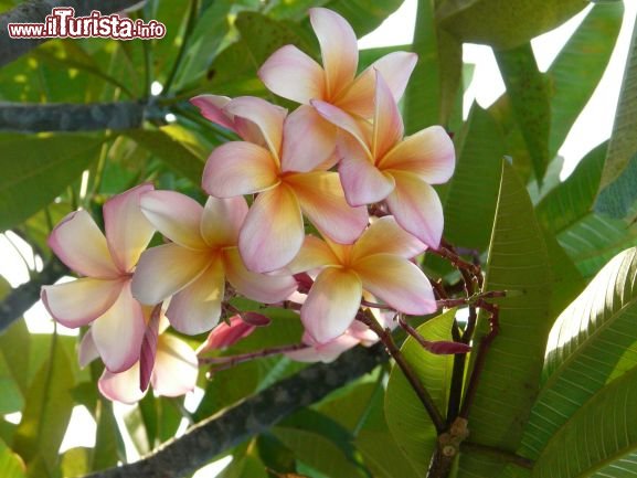 Immagine I fiori di Varadero