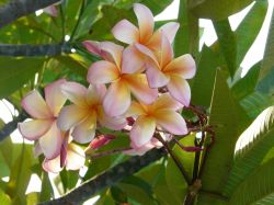 I fiori di Varadero