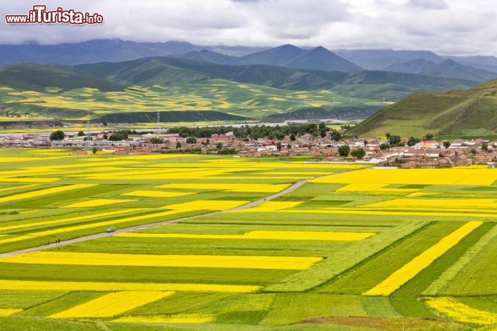 Le fioriture gialle dei campi di Colza a Qinghai, Cina - La colza offre i suoi gialli spettacolari in molti campi dell'Europa, ma se volete vedere delle distese indinite di queste fioritore dorate, allora la Cina (primo produttore al mondo) è il luogo migliore del pianeta! - © qingqing / Shutterstock.com