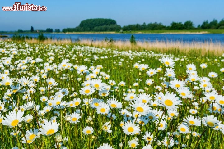 Campi di margherite a sud di Amsterdam, Olanda - I Paesi Bassi sono famosi sopratutto per le fioriture dei Tulipani, che vengono qui coltivati con grande successo. Molto spettacolari risultano però le distese di margherite che compaiono in primavera a sud di Amsterdam  - © Ruud Morijn Photographer / Shutterstock.com