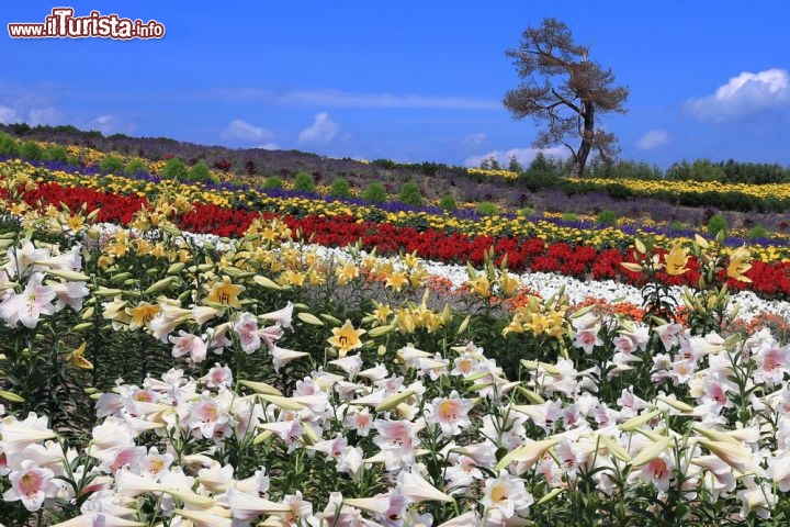 Campi fioriti a Furano, in Giappone - Ricordiamo che a Furano si svolgono anche varie manifestazioni ed eventi, come ad esempio il "Festival dell'ombelico" che prevede attività dinamiche come il rafting e voli in mongolfiera, che offrirà prospettive indimenticabili dei campi fioriti della zona!  Le fioriture a Furano si estendono da giugno a settembre, e a dire il vero la maggior parte dei turisti converge qui per la fioritura della lavanda, al punto che la regione di Furano la si può considerare come la "Provenza del Giappone", consideranto lo stesso tipo di fioritura - © prasit chansareekorn / Shutterstock.com