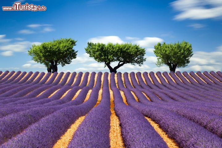 Campo di lavanda sud della Francia, in  Provenza - Jean Giono, un famoso autore francese dichiarò: "la lavanda è l'anima della Provenza". Come darlgi torto? Ogni anno, i campi di lavanda del sud della Francia attraggono un gran numero di visitatori e fotografi che percorrono la regione alla ricerca delle foto più spettacolari. Secondo alcuni psicologi, addirittura, se si vogliono dimenticare i problemi e infelicità della propria vita quotidiana, la Provenza durante la fioritura della lavanda è decisdamente la scelta migliore! - © beboy / Shutterstock.com