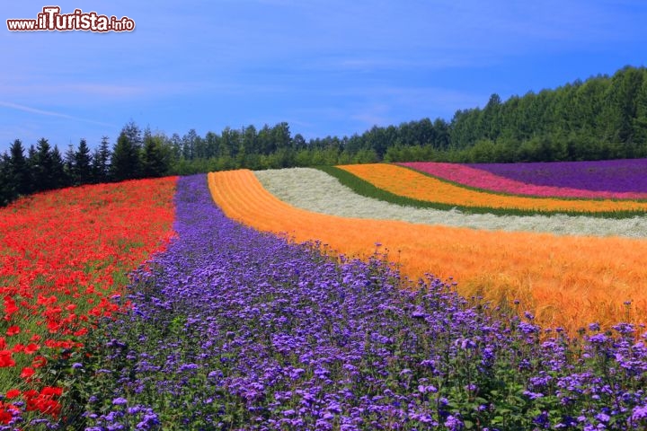 Fioritura_a_Furano_Giappone_i_campi_cosiddetti_arcobaleno_135648026.jpg