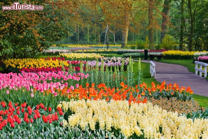 Fioritura a Keukenhof in Olanda - Restiamo in olanda, dove sicuramente tutti gli amanti dei fiori conoscono la fama dei giardini di Keukenhof, sicuramente il parco più esteso del mondo, per quanto riguarda i fiori a bulbo. Oltre alla varietà di specie floreali, con una infinità di colori e sfumature, fanno cornice al tripudio delle fioriture anche 87 specie diverse di piante, per un totale di oltre 2500 alberi nel parco - © Colette3 / Shutterstock.com