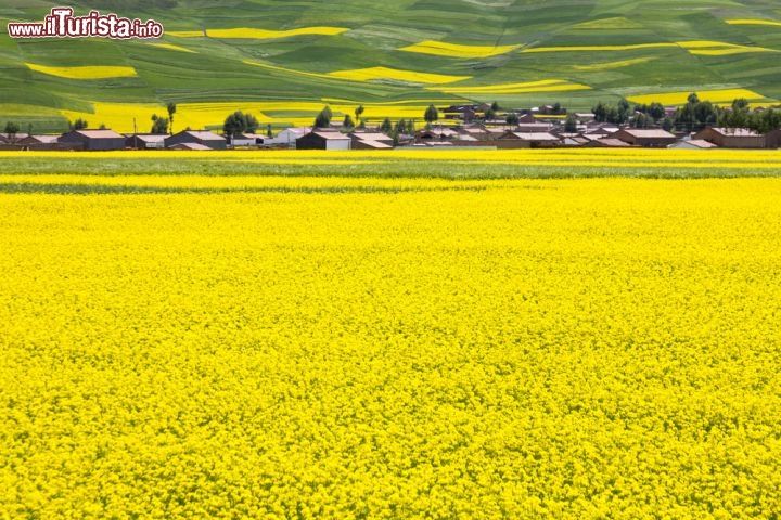 Fioritura della Colza in Cina - La provincia del Qinghai, che rimane nel centro-ovest della Cina, si sviluppa intorno all'omonimo lago, ed è caratterizzata dalla presenza di campi a perdita d'occhio di colza, che al momento della fioritura si tingono di una tonalità giallo oro molto spettacolare. Ricordiamo poi che la colza, in virtù dell'olio estratto, è anche considerata cone un ottimo biocarburante - © qingqing / Shutterstock.com