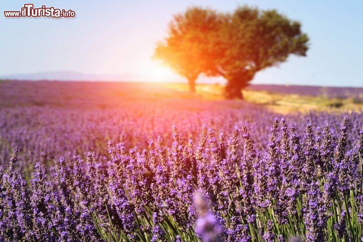 Fioritura della lavanda in Provenza - I campi di lavanda profumati, i villaggi con le strade acciottolate vi condurranno in un mondo pieno di serenità. E poi ci sono le feste della lavanda a Sault e Valreas, dove potete anche acquistare prodotti come i profumi di lavanda, olio e sapone. Ricordiamo inoltre che la lavanda fiorisce alla fine della primavera, ma ovviamente a seconda dell'andamento stagionale, e della posizione più o meno all'interno della zona alpina, le settimane di fioritura possono anticipare o arrivare fino alla fine del mese di luglio. Occorre quindi informarsi per tempo - © ultimathule / Shutterstock.com