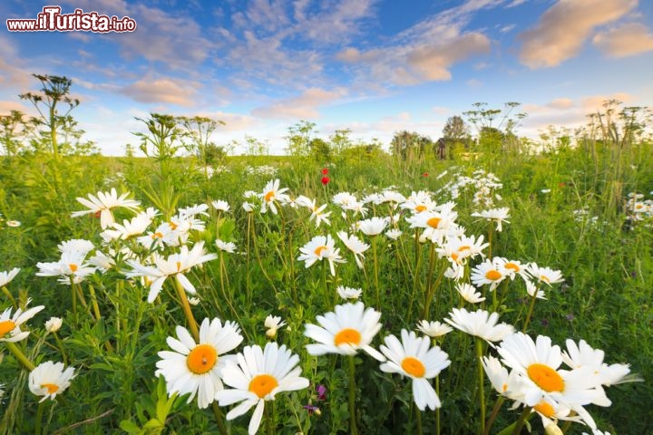 Fioritura delle margherite nella regione di Amsterdam - Un fim coreano, dal titolo empblematico di Daisy, raccontava una toccante storia d'amore, ed aveva una scena mozzafiato che mostrava questi splendidi campi di margherite nelle campagne intorno ad Amsterdam. La capitale dei Paesi Bassi è famosa per i suoi fiori, soprattutto tulipani, ma anche i campi di fiori di margherita sono scenari unici e tranquill, per tutti i turisti dal pollice verde - © Bas Meelker / Shutterstock.com