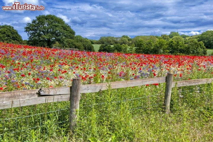 Fioritura di papaveri nell'Inghilterra occidentale, Worcestershire - Questo magnifico campo si trova vicino alle località di Bewdley e Kidderminster nel Worcestershire, nei pressi della Devils Spittleful & Blackstone Farm Naturale Reserve. Da qualche anno è diventato un'attrazione turistica locale, in virtù  della sua maggiore densità di papaveri  rispetto ad altre regioni del Regno Unito. Purtroppo dei nuovi progetti di conservazione della natura delle Brughiere del Worcestershire, rischiano di vedere drasticamente ridotte le possibilità, nei prossimi anni, di godere di questo spetttacolare "mare rosso" di papaveri -  © Jenny Lilly / Shutterstock.com