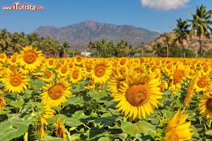 Fioritura girasoli nel Kerala in India - I girasoli sono una delle principali fonti di olio vegetale nel mondo. L'India è uno dei più grandi produttori di questi semi al mondo, e grazie all'ottimo clima, qui si trovano immensi campi di girasole. Gli stati del Kerala, Karnataka, Andhra Pradesh e Maharashtra vantano i più grandi campi di girasole dell' India. e forse del mondo - © Sergemi/ Shutterstock.com