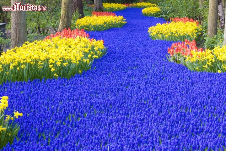 Gli incredibili giardini di Keukenhof, in Olanda - Fanno da padrone qui i tulipani, e sembra che ogni anno la fioritura di questi fiori tipici olandesi superi i 4 e milioni e mezzo di esemplari, a cui vanno aggiunti gli esemplari di giacinti, narcisi e del genere muscari, in pratica qui c'è un fiore per ciascun abitante dell'Olnda! - © PHB.cz (Richard Semik) / Shutterstock.com