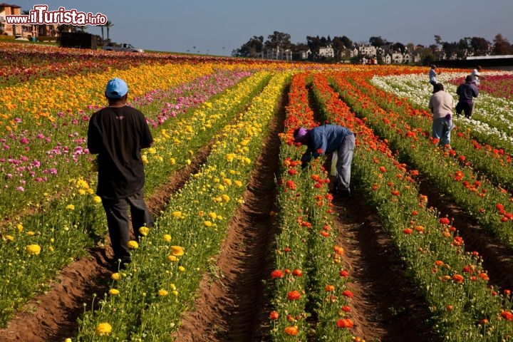 I campi fioriti di Carlsbad in California -  Carlsbad è una piccola città balneare della California, situata tra Los Angeles e San Diego. Con quasi 110.000 persone, è una destinazione popolare per l'accogliente clima, che in pratica è quasi di tipo mediterraneo. Oltre ai resort di lusso è famosa per i suoi magnifici campi di fiorii, decine di ettari di splendore visivo che vengono letteralmente ricoperti di fiori colorati da marzo a maggio - © Peter Kunasz / Shutterstock.com