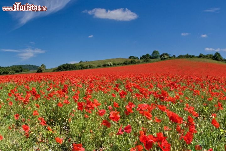 Sconfinato campo di papaveri nel Worcestershire, Inghilterra - Quando arriva il momento della fioritura dei papaveri nel Worcestershire, qui convergono artisti di tutto il mondo, ovviamente fotografi ma anche tantissimi pittori che non vogliono perdersi l'ispirazione di questo mare rosso che ondeggia nel vento. Uno dei luoghi migliori in assoluto è quello immortalato in questa foto: si tratta della Blackstone Farm nature reserve, nelle vicinanze di Bewdley. La fioritura in genere si verifica tra maggio e inizo giugno - © David Benton / Shutterstock.com