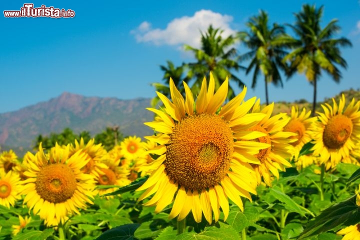 Kerala, India campo di girasoli in fioritura - Un girasole in India simboleggia la ricerca della luce degli umani, e ispira la gente a rifiutare la violenza e le tenebre, il che lo rende un fiore molto popolare. Anche se molti paesi e città hanno bellissimi campi di girasole, quelli dell'India, sono unici per la loro abbondanza e la cornice tropicale della vegetazione circostante - © Ailisa / Shutterstock.com