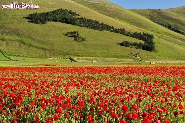 Fioritura estiva nell'altopiano di Castelluccio, Umbria - L'ultimo weekend di giugno viene celebrata la festa della Fiorita, ed è quindi un ottimo momento per venire ad ammirare sia i fiori che costellano il Piano Grande che il Piano Perduto, il secondo altipiano del complesso carsico. Nell'immagine si nota un piccolo bosco che è stato tagliato con la forma della penisola italiana, comprese le isole di Sicilia e Sardegna!  -  © Malgorzata Kistryn / Shutterstock.com