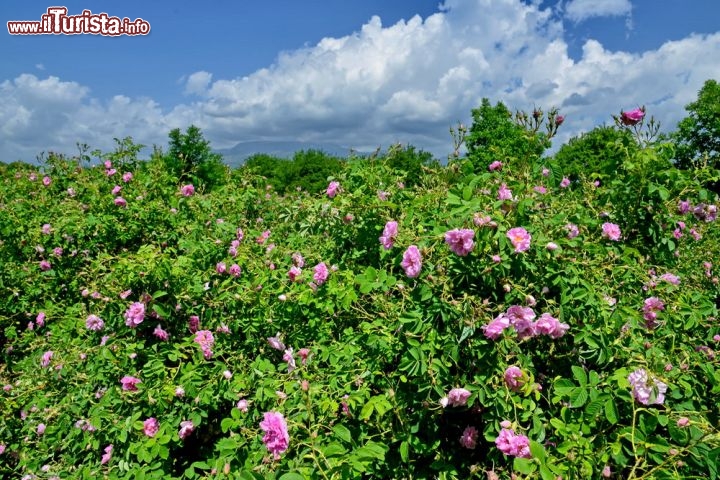 Rose selvatiche in Bulgaria - Per tradizione le rose vengono coltivate all'aria aperta, quindi senza uso di serre, cosa che consente un solo raccolto ogni anno. Questa tecnica però regala al paesaggio un momento indimenticabile  e vale la pena fare un viaggio da queste parti per vedere lo spettacolo  delle rose damascene, tipicamente bianche, rosa e rosse. Il centro principale della valle è  Kazanlak, dove viene poi prodotta la maggior parte degli oli essenziali - © 2bears / Shutterstock.com