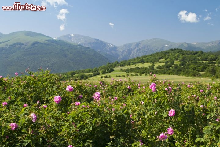 Valle delle Rose, Bulgaria - Non a caso la Bulgaria viene chiamata anche "Il Regno delle Rose", ed è famosa nel mondo per la sua varietà di rose. La Valle delle Rose, che si trova appena a sud dei Balcani e anord degli Antibalcani, presenta paesaggi indimenticabili, oltre che produrre fino all'85 per cento di olio di rosa del mondo. Da maggio a giugno, i fiori sono in piena fioritura, il che rende una grande attrazione per milioni di turisti provenienti da tutto il mondo - © Petar Paunchev / Shutterstock.com