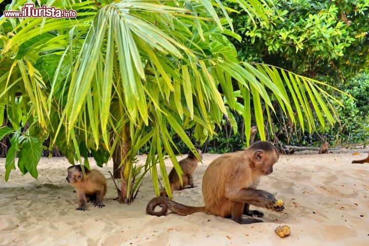 Immagine Scimmie in spiaggia, siamo nel territorio del Parco Nazionale dei Lençois Maranhenses in Brasile
